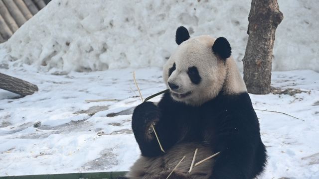 太阳岛大熊猫馆旅行图片 7