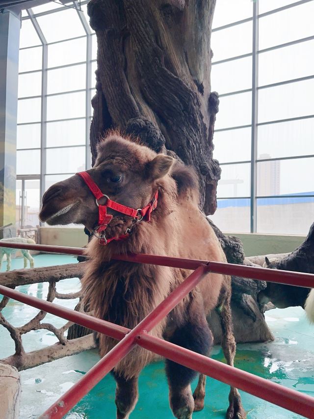 沈阳龙之梦动物科普乐园旅行图片 1