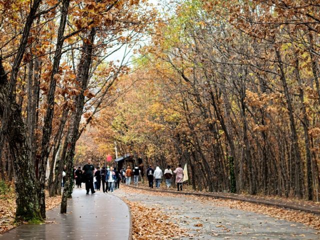 茅兰沟国家森林公园(暂停开放)旅行图片 2