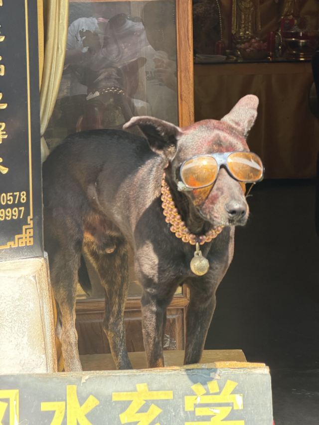 青岩古镇旅行图片 9