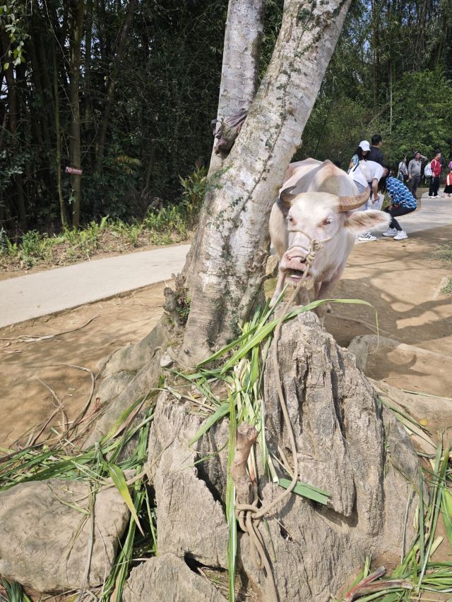峒那屿湾旅行图片 3