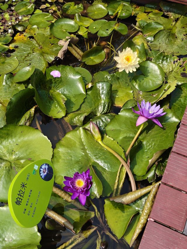 广州海珠国家湿地公园旅行图片 1