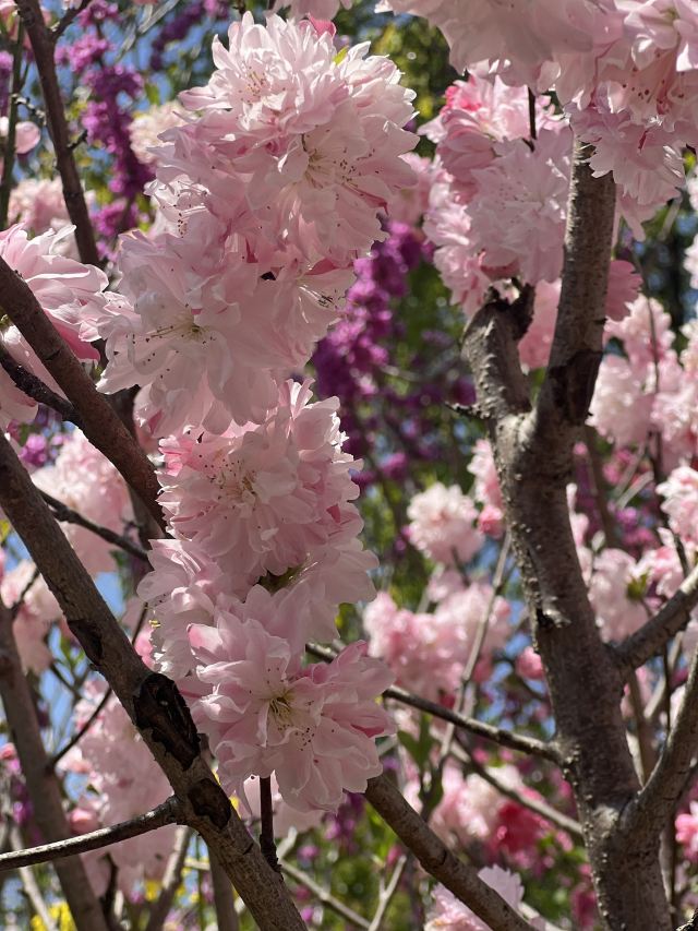 上海南汇桃花村旅行图片 4