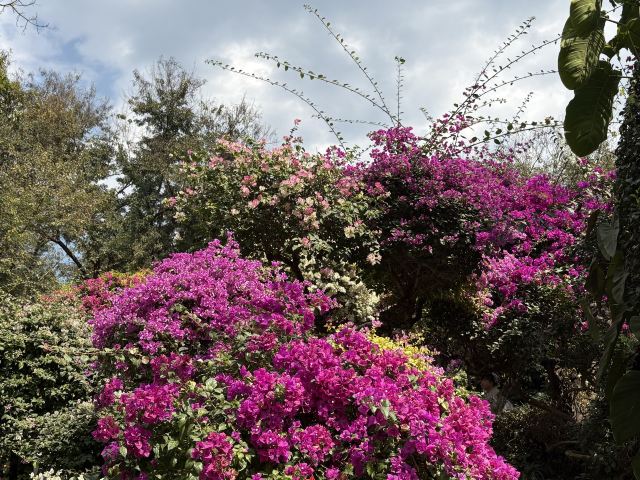 曼听御花园景区旅行图片 2