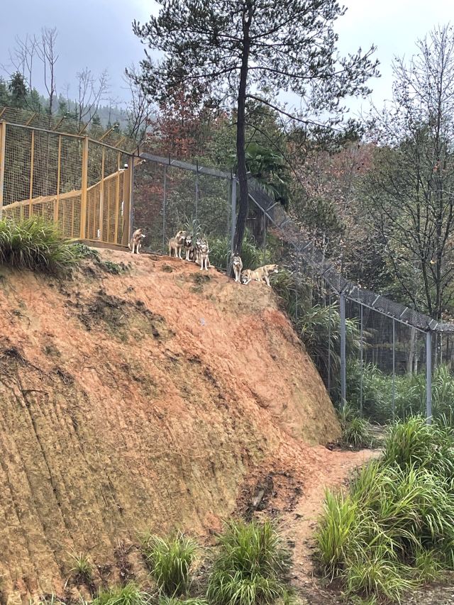 江西野狼谷景区旅行图片 6