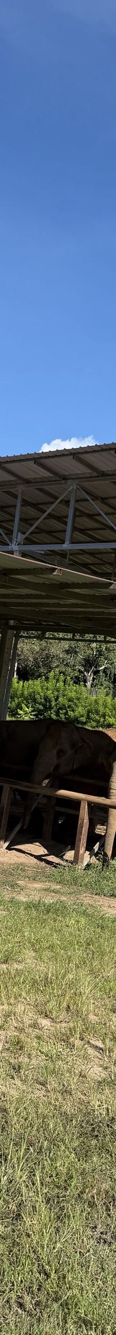 清迈大象丛林保护区-清迈-想飞的猪83-14