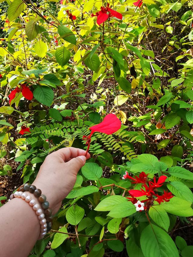 西双版纳南药园旅行图片 6