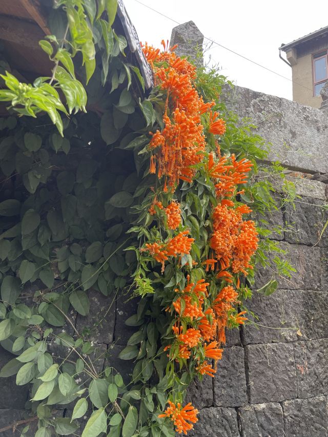 和顺古镇景区旅行图片 5