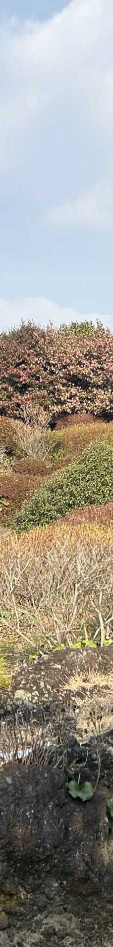 山茶花之丘-西归浦市-YoYo_0J0R9H5E