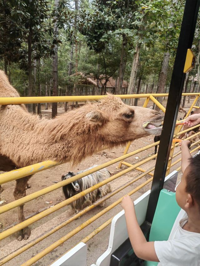 皖南野生动物园旅行图片 2