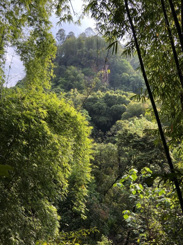 中岩寺景区旅行图片 5