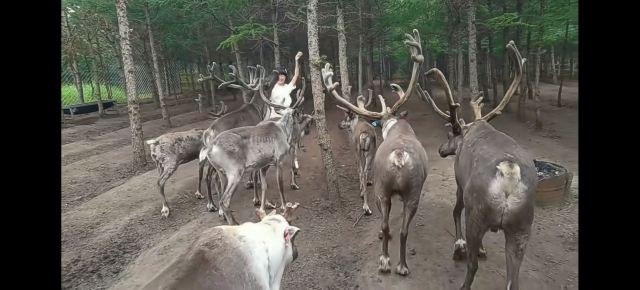 乌兰布统达瓦鄂温克驯鹿部落旅行图片 1