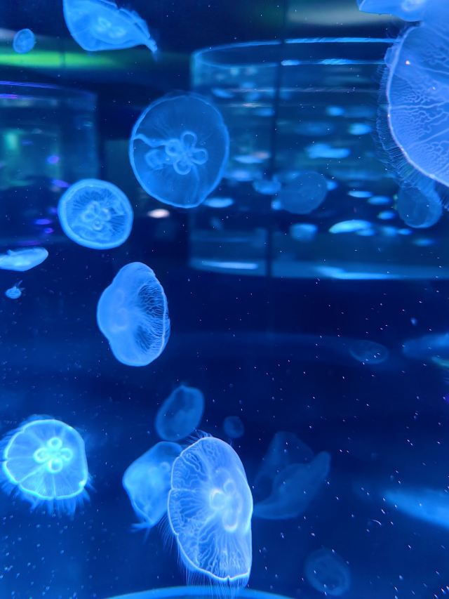 中国·江豚湾旅行图片 1