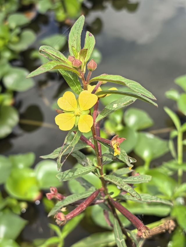 海南热带植物园旅行图片 1