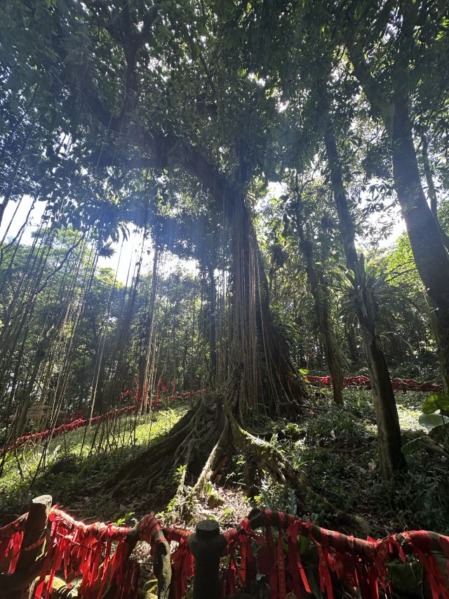 海南百花岭热带雨林文化旅游区-小卖部旅行图片 2