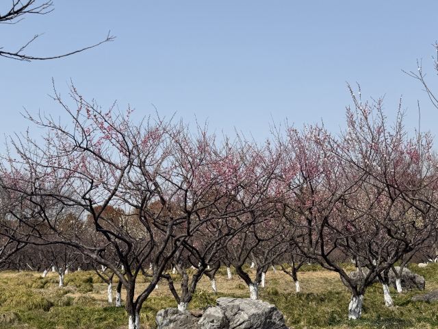 上海海湾国家森林公园旅行图片 2