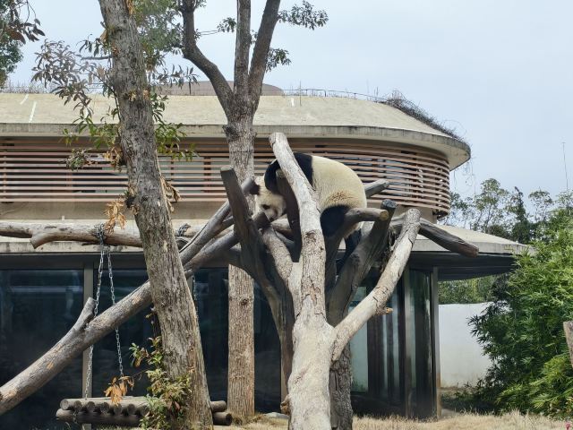 岳阳中华大熊猫苑旅行图片 4