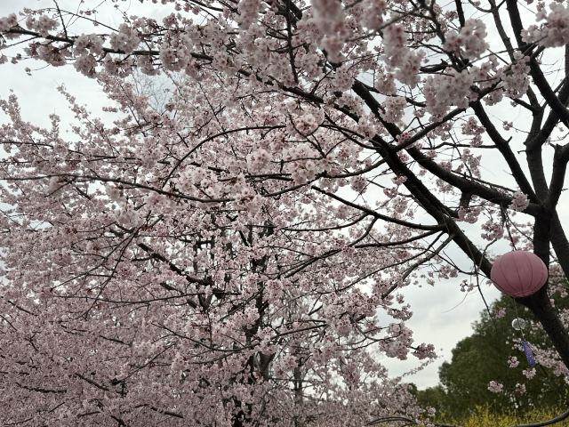 上海顾村公园旅行图片 7