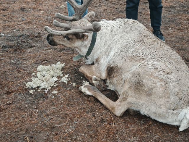 长白山雪绒花驯鹿园旅行图片 1