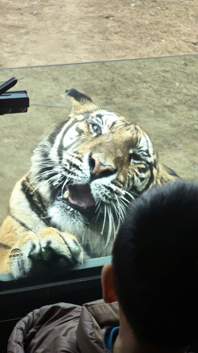 北京野生动物园旅行图片 2