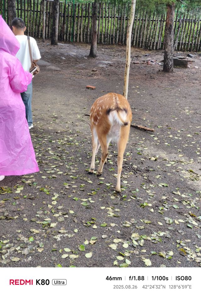 长白山雪绒花驯鹿园旅行图片 4