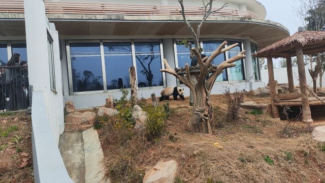 岳阳中华大熊猫苑旅行图片 3