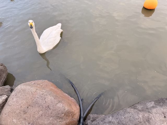 上海野生动物园旅行图片 1
