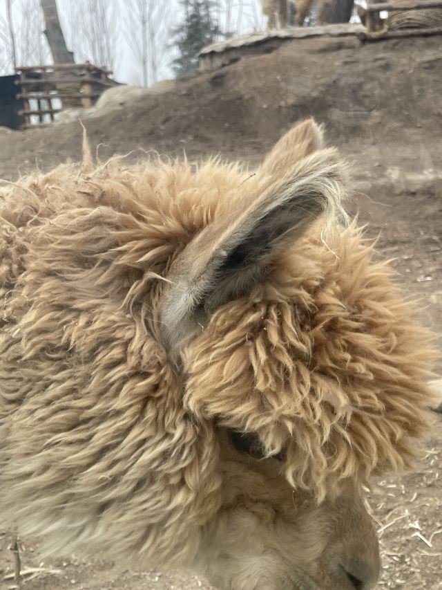 牡丹江珍稀动物园旅行图片 9