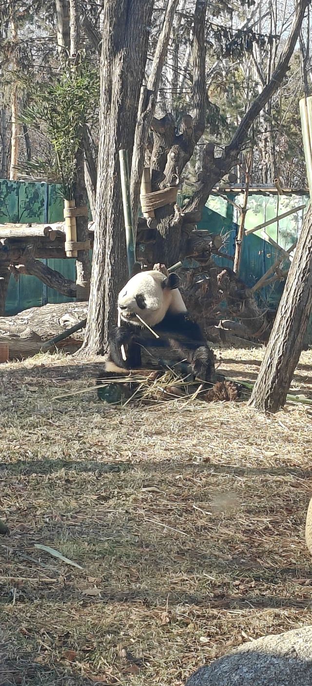 太阳岛大熊猫馆旅行图片 6