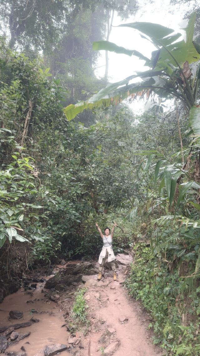 基诺山雨林徒步旅行图片 1