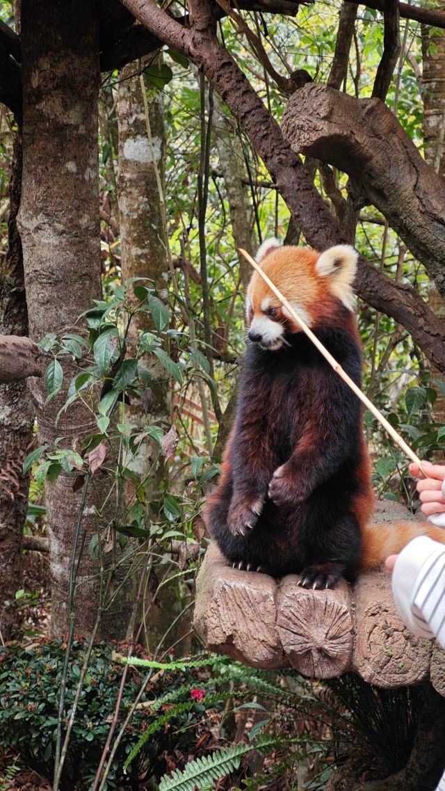 普洱太阳河森林公园旅行图片 4