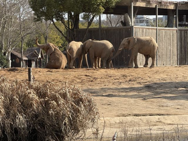 上海野生动物园旅行图片 6