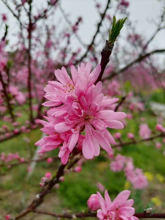 上海南汇桃花村旅行图片 6