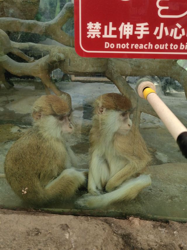武汉野生动物王国旅行图片 3