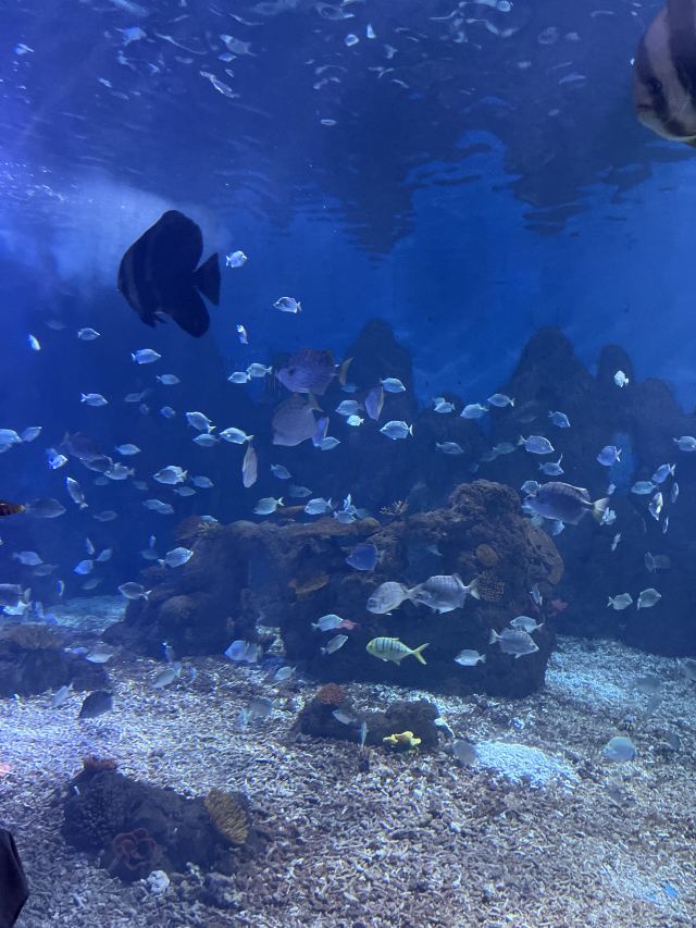 广汉海昌海洋探索馆旅行图片 2