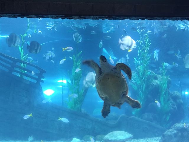 南昌海洋公园旅行图片 8