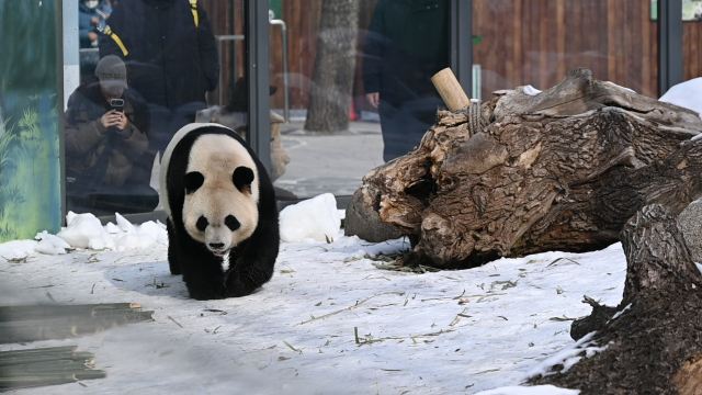 太阳岛大熊猫馆旅行图片 1