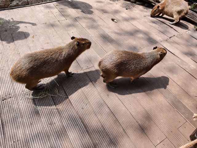 普洱太阳河森林公园旅行图片 6