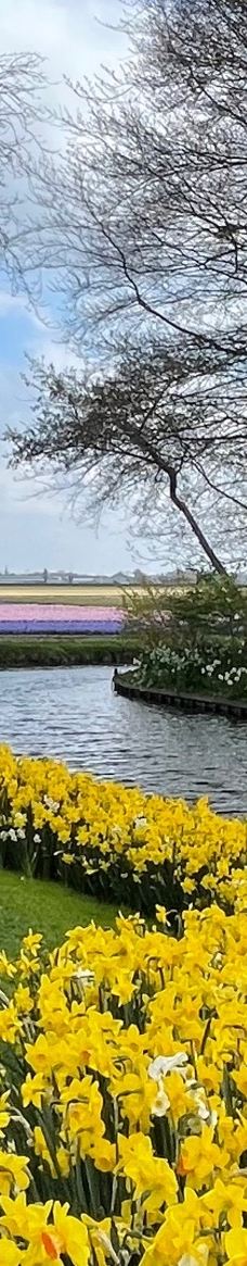 库肯霍夫公园-利瑟-爱喝旺仔的冰淇淋