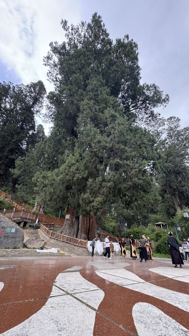 世界柏树王园林风景区旅行图片 2