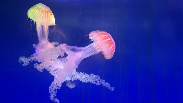 上海海洋水族馆旅行图片 3