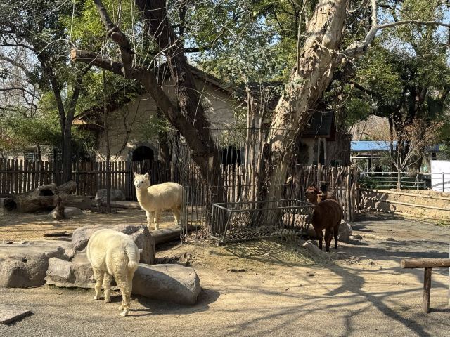 上海动物园旅行图片 1