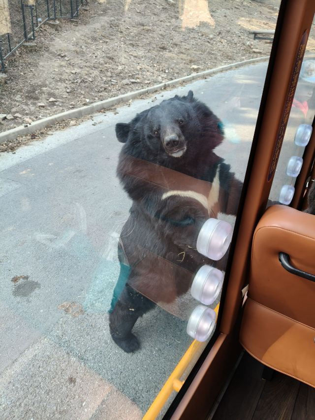 大连森林动物园旅行图片 6