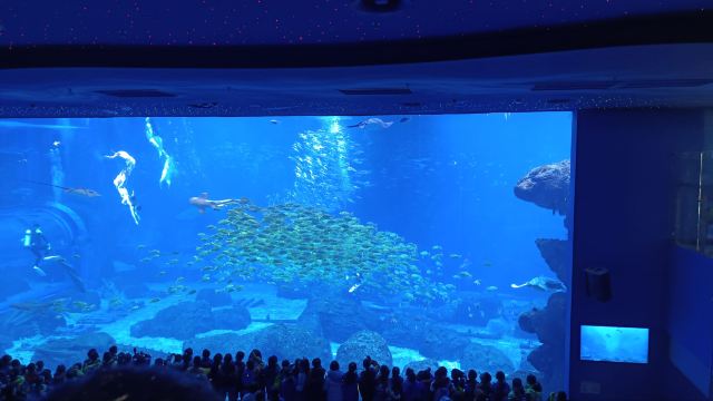 长沙湘江海洋王国旅行图片 1