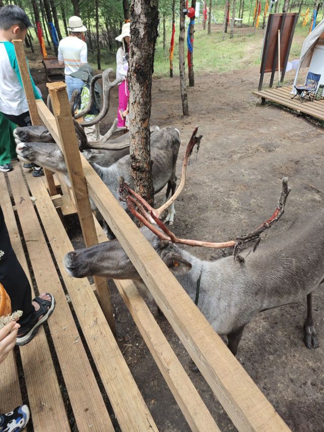 乌兰布统达瓦鄂温克驯鹿部落旅行图片 1