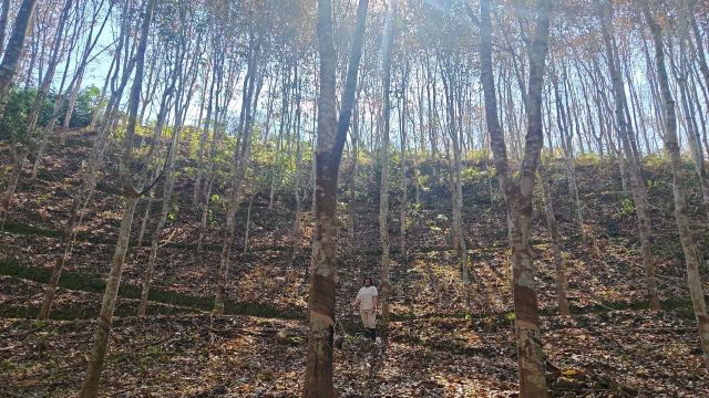 基诺山巴朵村雨林徒步旅行图片 1