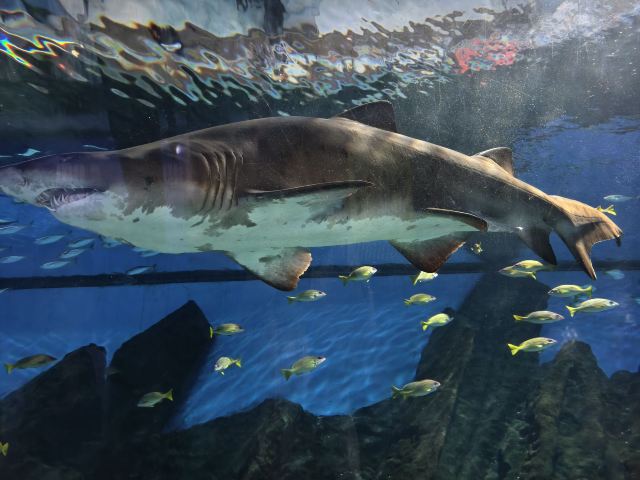 海合安武汉极地海洋度假区旅行图片 2