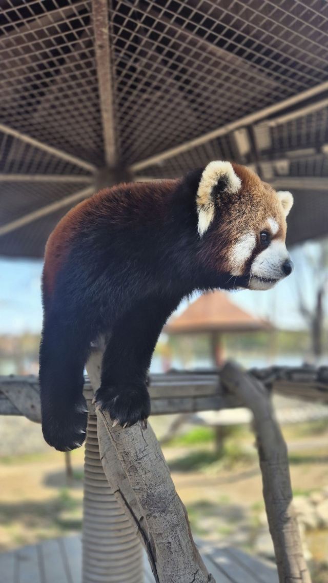 上海野生动物园旅行图片 3
