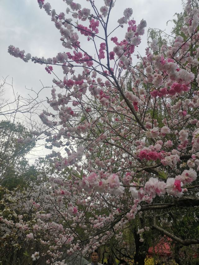上海南汇桃花村旅行图片 2