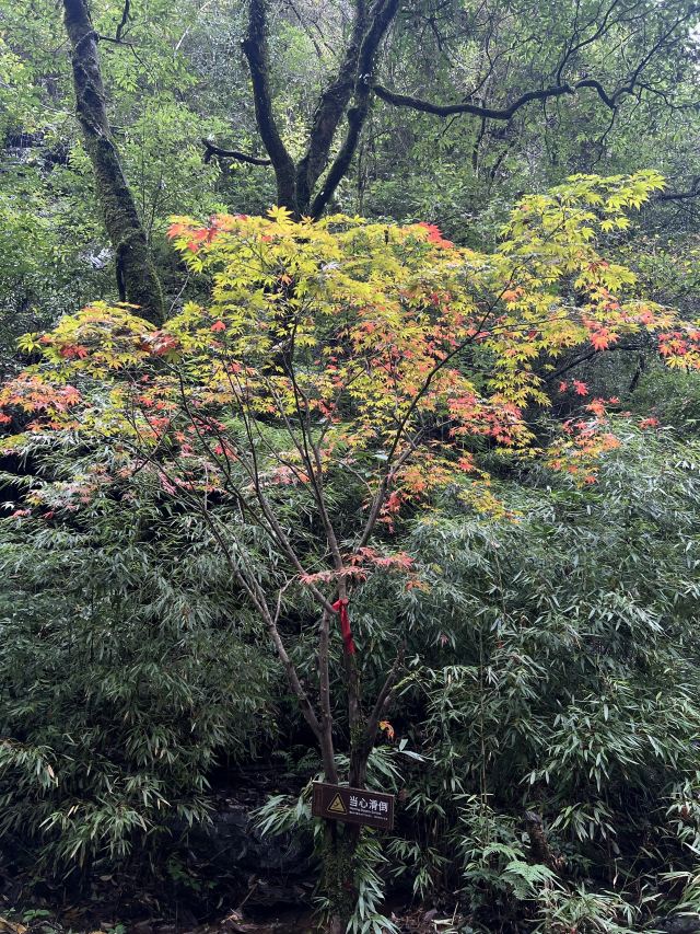 成都天台山旅游景区旅行图片 6